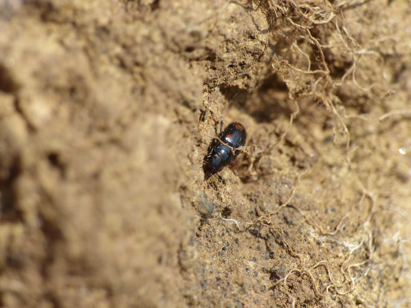 Aphodius (Phalacronothus) quadrimaculatus, Aphodiidae